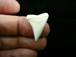 (s416 - 21) 1 - 1/8 " Modern Great White Shark Tooth Teeth Jewelry Sharks Necklace