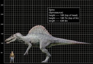SPINOSAURUS Dinosaur Tooth - 3 & 5/16 in.  100 NATURAL - 3 Raised Rideges 5