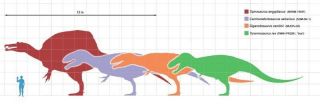 SPINOSAURUS Dinosaur Tooth - 3 & 5/16 in.  100 NATURAL - 3 Raised Rideges 6