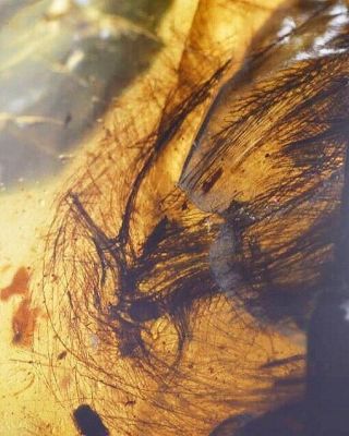 Rare Feather In Burmese Amber Insect Fossil Burmite Cretaceous Myanmar