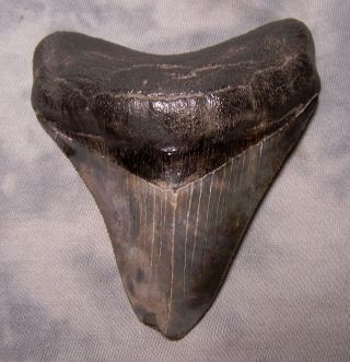 Megalodon Shark Tooth 3 15/16 " Fossil Jaw Teeth Pyrite Megladon No Restoration
