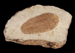 4 " Trilobite Fossil Specimen In Sandstone Rock Matrix Unknown Species & Locality