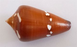 Conus Thailandis 53 Mm.  Gem With Operculum Phuket Seashell Shells