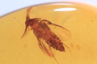 Rare Mordellidae.  Burmite 100 Natural Myanmar Insect Amber Fossil.