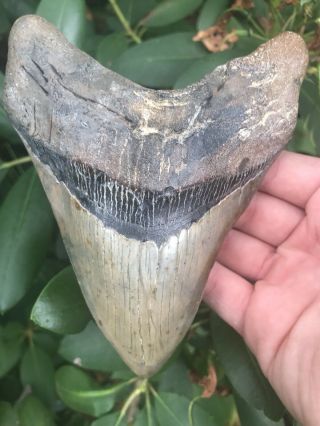 Huge Heavy Wide 5.  79 " Megalodon Tooth Fossil Shark Teeth