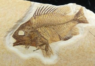 Asineops Squamifrons Fossil Fish Green River Formation Wyoming