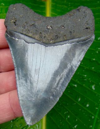 Megalodon Shark Tooth 3 & 5/16 In.  Real Fossil Sharks Teeth - No Restorations