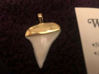 Great White Shark Tooth 14KT gold Bezel Pendant 5