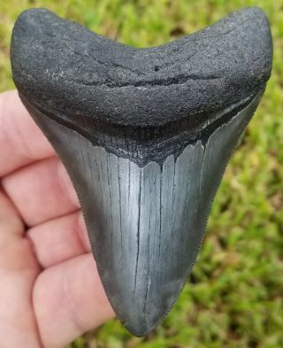 Extremely Serrated 3.  79 " Megalodon Tooth.  Absolutely No Restoration