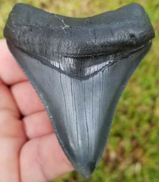 Extremely Serrated 3.  26 " Megalodon Tooth.  Absolutely No Restoration