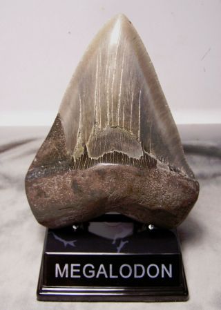 5 11/16 " Megalodon Tooth Shark Teeth Fossil Jaw Megladon Massive Meg W/display