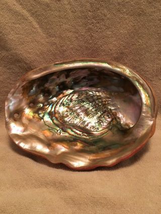 Large 8” X 6” Natural Red Abalone Shell Seashell
