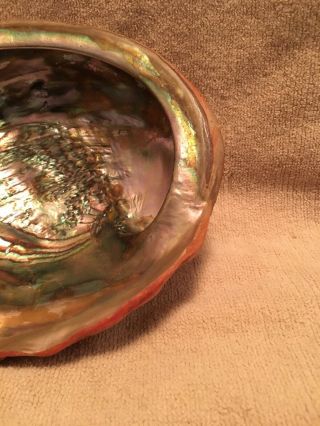 Large 8” X 6” Natural Red Abalone Shell Seashell 4