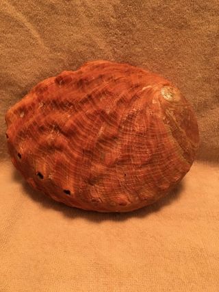 Large 8” X 6” Natural Red Abalone Shell Seashell 5
