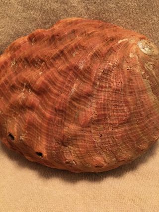 Large 8” X 6” Natural Red Abalone Shell Seashell 7