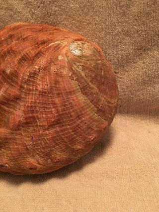 Large 8” X 6” Natural Red Abalone Shell Seashell 8
