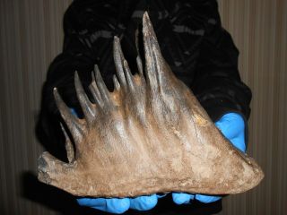 Fossil Tooth of a Woolly Mammoth！,  ！100 REAL PLEISTOCENE fossil！！1502 3