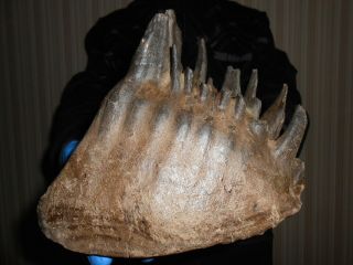 Fossil Tooth of a Woolly Mammoth！,  ！100 REAL PLEISTOCENE fossil！！1502 4