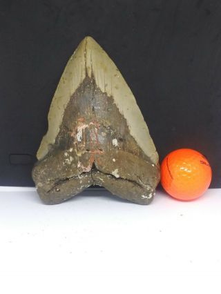 5.  65 " Megalodon Shark Tooth Fossil 100 Authentic - Huge