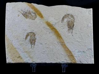 3 Three Fossil Shrimp Carpopenaeus Sp Cretaceous Age Hjoula Lebanon Stand