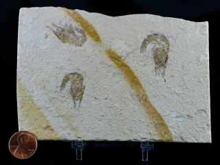 3 Three Fossil Shrimp Carpopenaeus Sp Cretaceous Age Hjoula Lebanon Stand 2