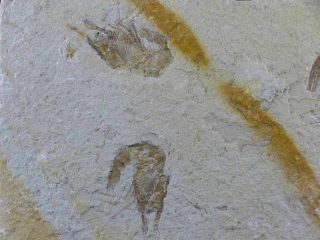 3 Three Fossil Shrimp Carpopenaeus Sp Cretaceous Age Hjoula Lebanon Stand 3