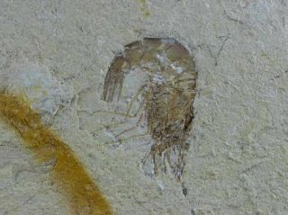 3 Three Fossil Shrimp Carpopenaeus Sp Cretaceous Age Hjoula Lebanon Stand 4