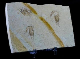 3 Three Fossil Shrimp Carpopenaeus Sp Cretaceous Age Hjoula Lebanon Stand 5