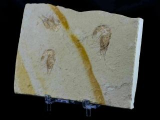 3 Three Fossil Shrimp Carpopenaeus Sp Cretaceous Age Hjoula Lebanon Stand 6