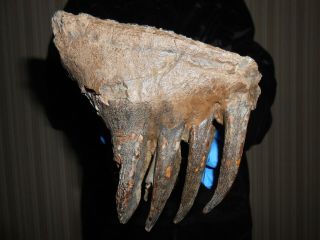 Fossil Tooth Of A Woolly Mammoth！,  ！100 Real Pleistocene Fossil！！