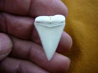 (s413 - 28) 1 - 5/16 " Modern Great White Shark Tooth Teeth Jewelry Sharks Modern