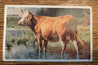 R.  Atkinson Fox.  Cow In Water.  Post Card.  Copyright 1908