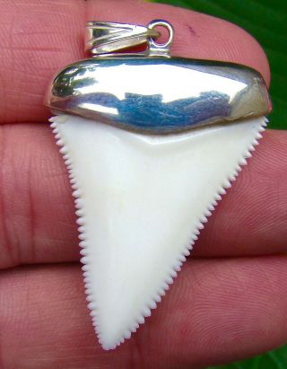 Great White Shark Tooth Necklace Pendant - 1 & 3/4 In.  - Ultra Serrated - Real