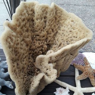 Large Natural Sea Sponge Only