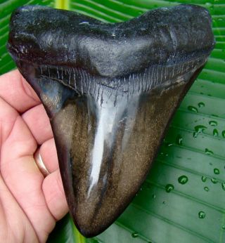 Megalodon Shark Tooth - 5 In.  Real Fossil Sharks Teeth - Jaw
