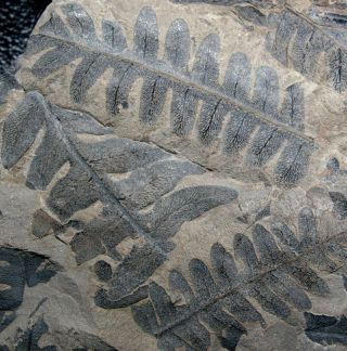 Museum Quality Carboniferous Fossil Fern