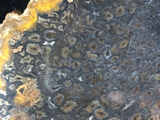 Rare Petrified Wood Psaronius Tree Fern,  Athens County,  Ohio Carboniferous 8x6.  5 3