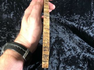 Rare Petrified Wood Psaronius Tree Fern,  Athens County,  Ohio Carboniferous 8x6.  5 5