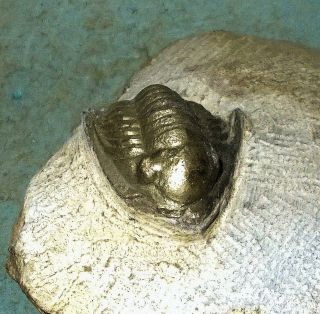 Fine,  Prone,  Complete 2.  5cm Pyritised Diademoproetus Sp.  L.  Devonian,  Morocco