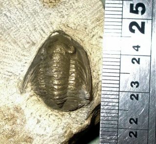 Fine,  prone,  complete 2.  5cm pyritised Diademoproetus sp.  L.  Devonian,  Morocco 5