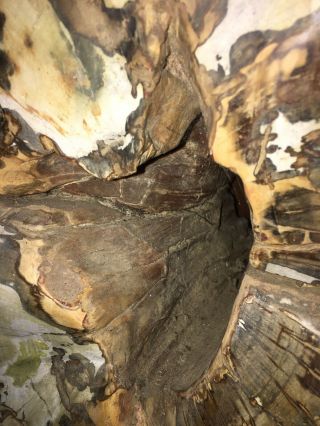 Large Petrified Wood Trunk 5