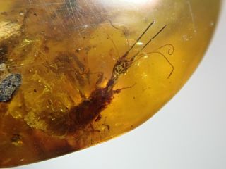 Osmylidae Larva In Fossil Burmite Insect Amber Cretaceous