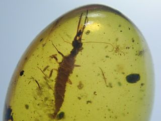 Rare Osmylidae Larva In Fossil Burmite Insect Amber Cretaceous