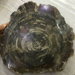 6.  4kg Rare Natural Petrified Wood Fossil Crystal Polished Slice Madagascar A6261