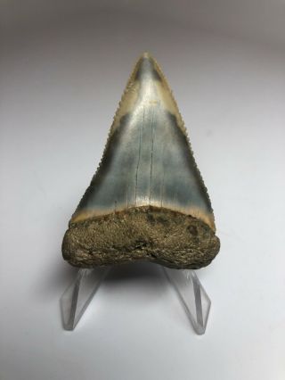 Great White Shark Tooth 2.  17” - Natural - Rare Fossil 3985