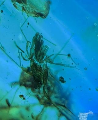 Tailless Whip Scorpion In Burmite Insect Fossil Amber Myanmar 6pcd