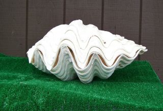 Large Giant Clam Shell Matching Pair,  19 " X 11.  5 "
