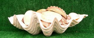 LARGE GIANT CLAM SHELL MATCHING PAIR,  19 