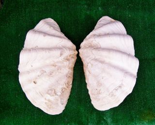 LARGE GIANT CLAM SHELL MATCHING PAIR,  19 