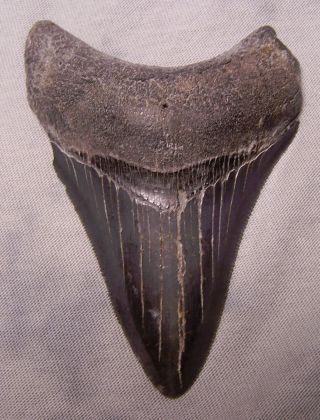 Megalodon Shark Tooth Teeth 3 1/2 " Sharp Serrations Extinct Jaw Fossil Scuba